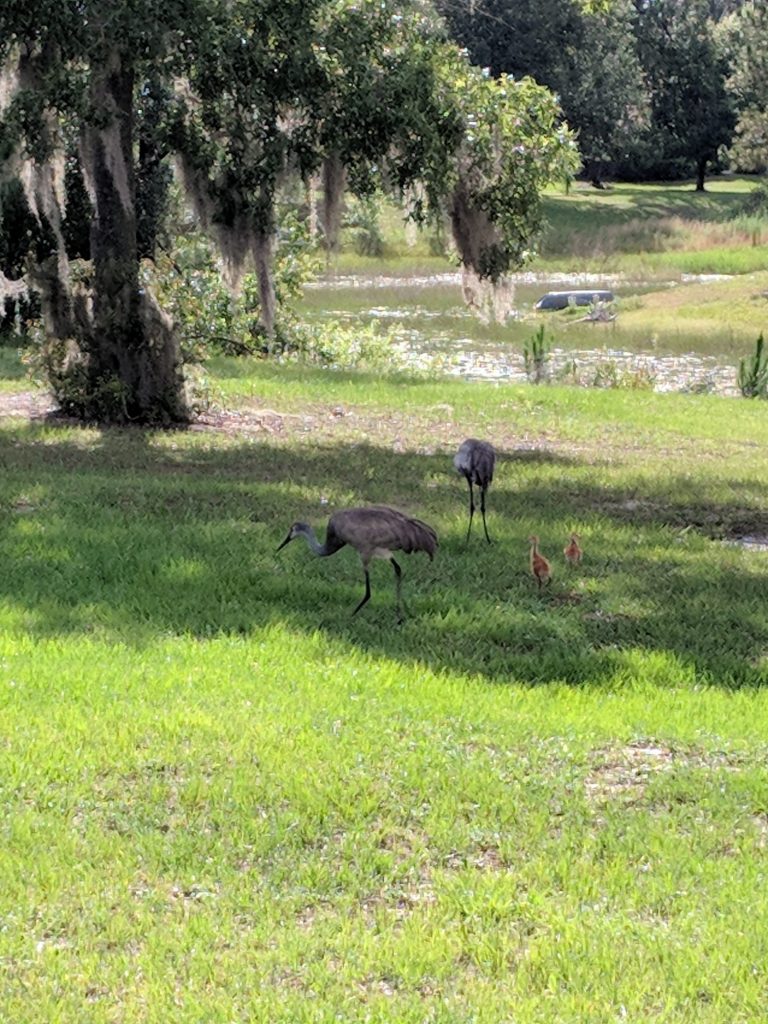 Baby Sandhill Cranes