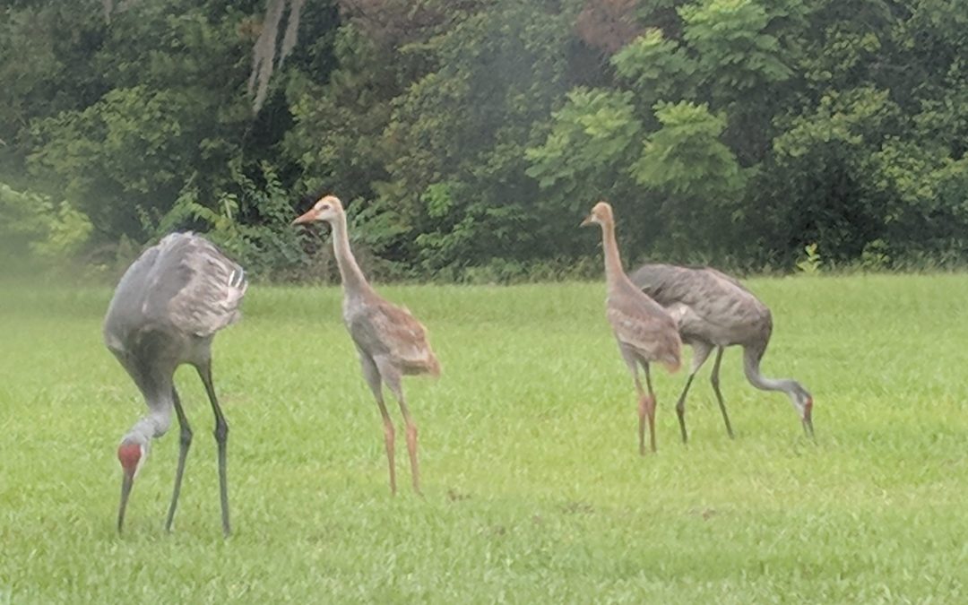 Kids are always getting into trouble: sandhill crane edition